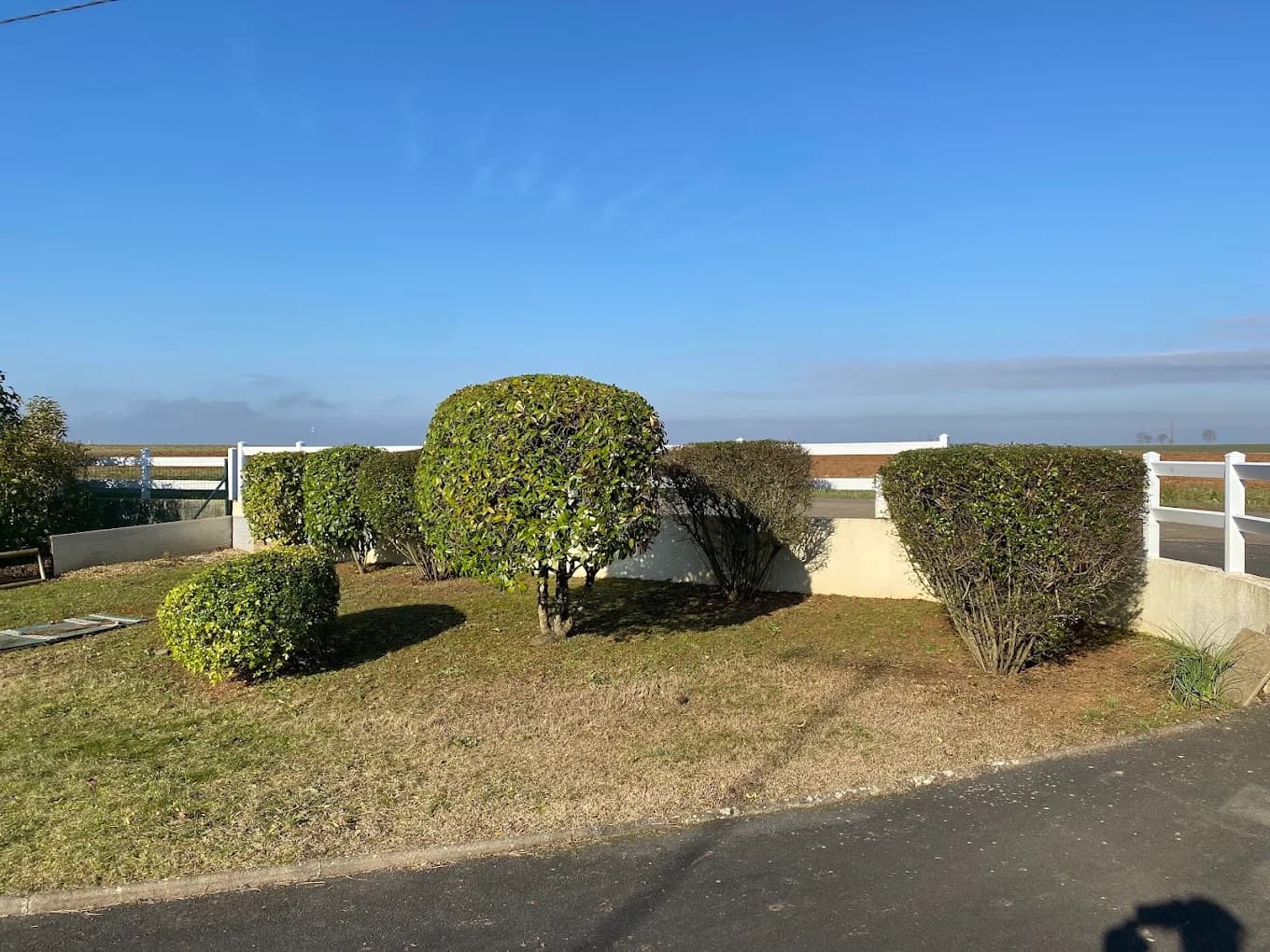 Arbustes taillés en boules régulières dans un jardin