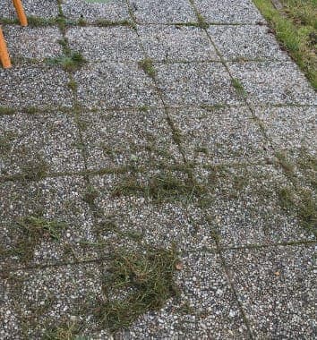 Terrasse en dalles envahie d'herbes, avant désherbage