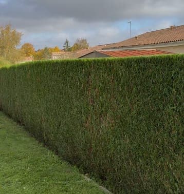 La même haie après la taille, dense et régulière
