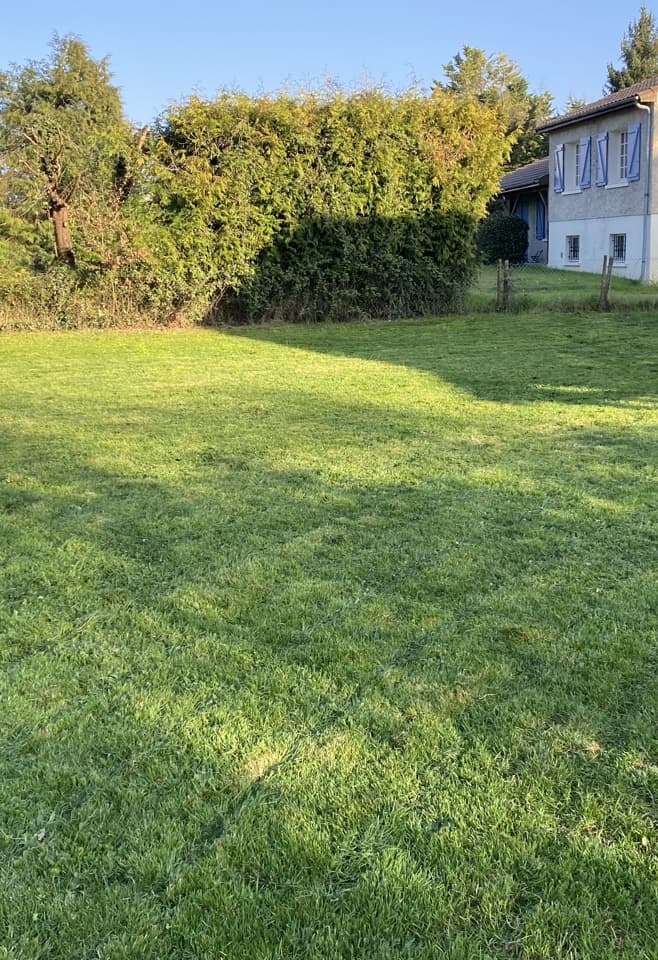 Pelouse fraîchement tondue le long d'une haie, en fin de journée